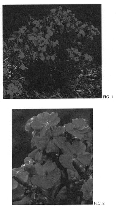 Figure 1 of US plant patent PP31308, the photograph of Kung Fuchsia printed in the patent.
