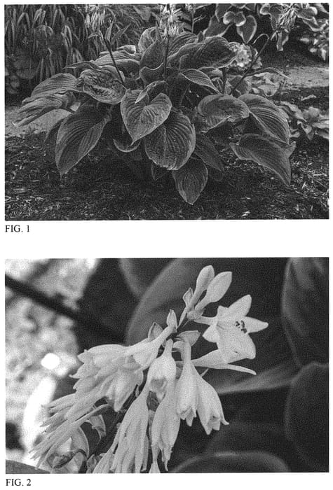 Figure 1 of US plant patent PP31309, the photograph of Wu-La-La printed in the patent.