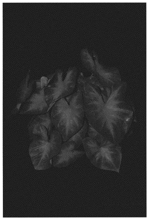 Figure 1 of US plant patent PP31310, the photograph of KAT 011-118 printed in the patent.