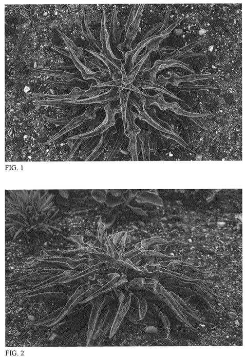 Figure 1 of US plant patent PP31311, the photograph of Desert Dragon printed in the patent.
