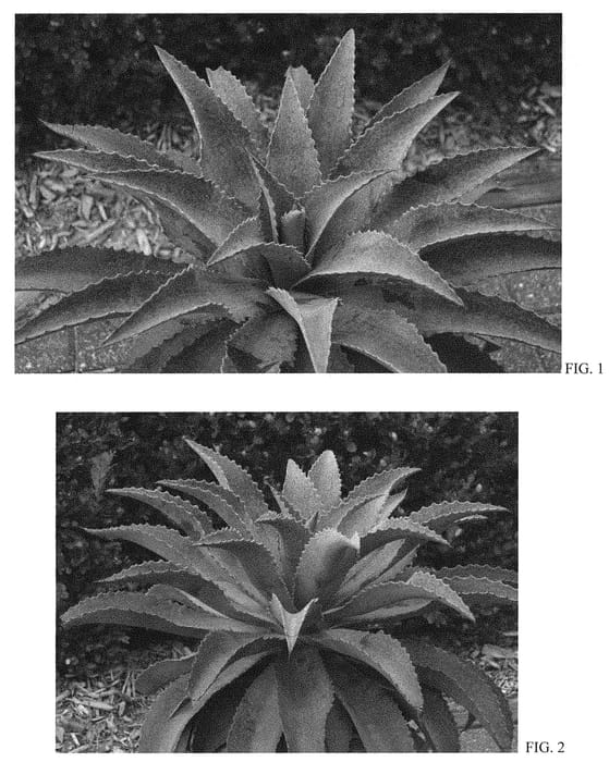 Figure 1 of US plant patent PP31312, the photograph of Mayan Queen printed in the patent.