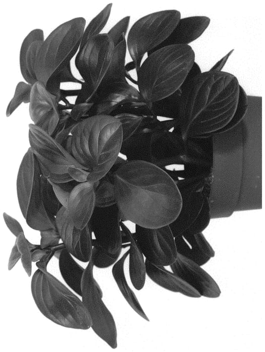 Figure 1 of US plant patent PP31313, the photograph of EC-PEPE-1806 printed in the patent.