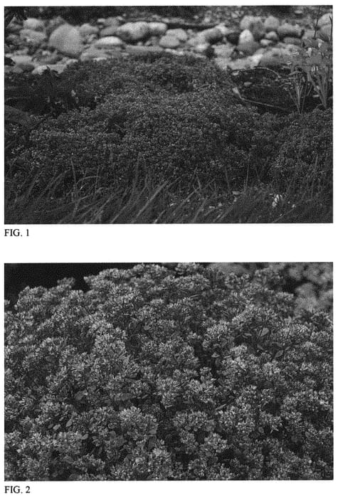 Figure 1 of US plant patent PP31314, the photograph of Steel the Show printed in the patent.