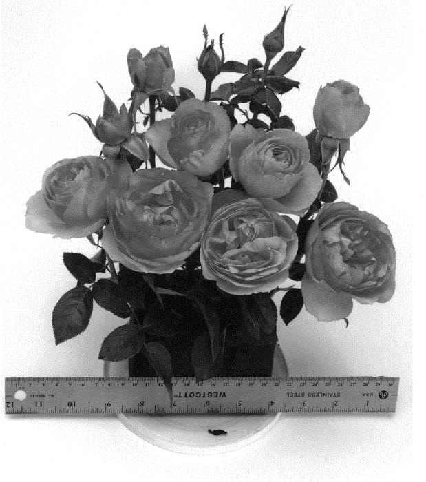 Figure 1 of US plant patent PP31315, the photograph of WEKgrasucejuc printed in the patent.