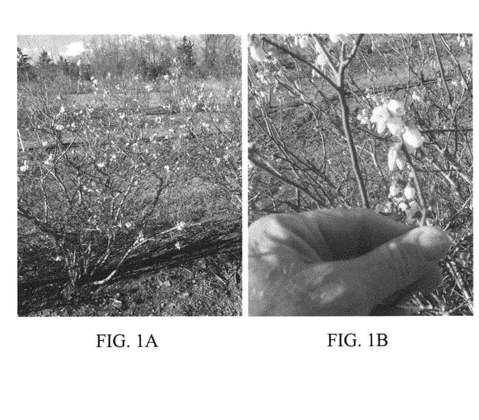 Figure 1 of US plant patent PP31316, the photograph of TH-1321 printed in the patent.