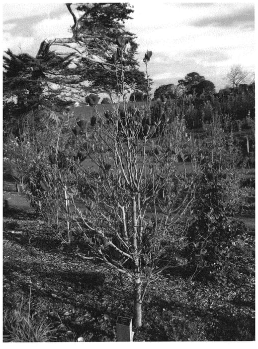 Figure 1 of US plant patent PP31317, the photograph of Tinkerbelle printed in the patent.