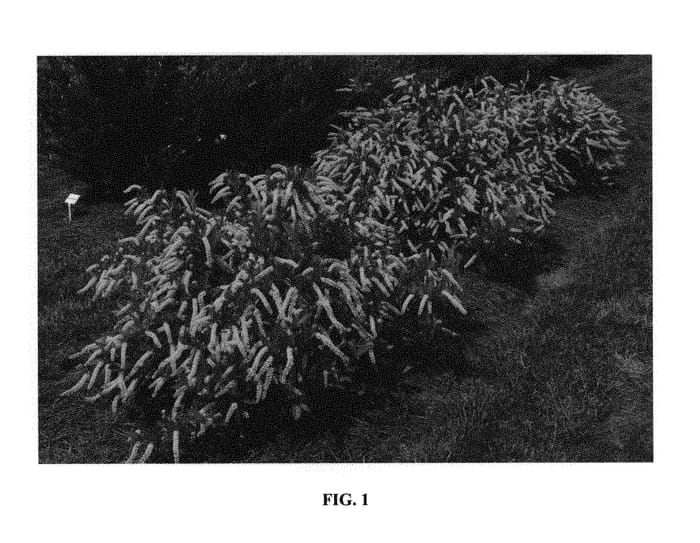 Figure 1 of US plant patent PP31318, the photograph of Bailteaone printed in the patent.