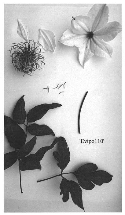 Figure 1 of US plant patent PP31319, the photograph of Evipo110 printed in the patent.