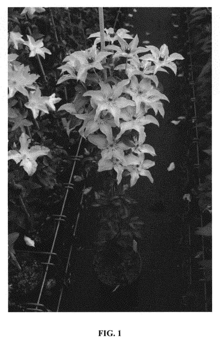 Figure 1 of US plant patent PP31320, the photograph of Zo08159 printed in the patent.