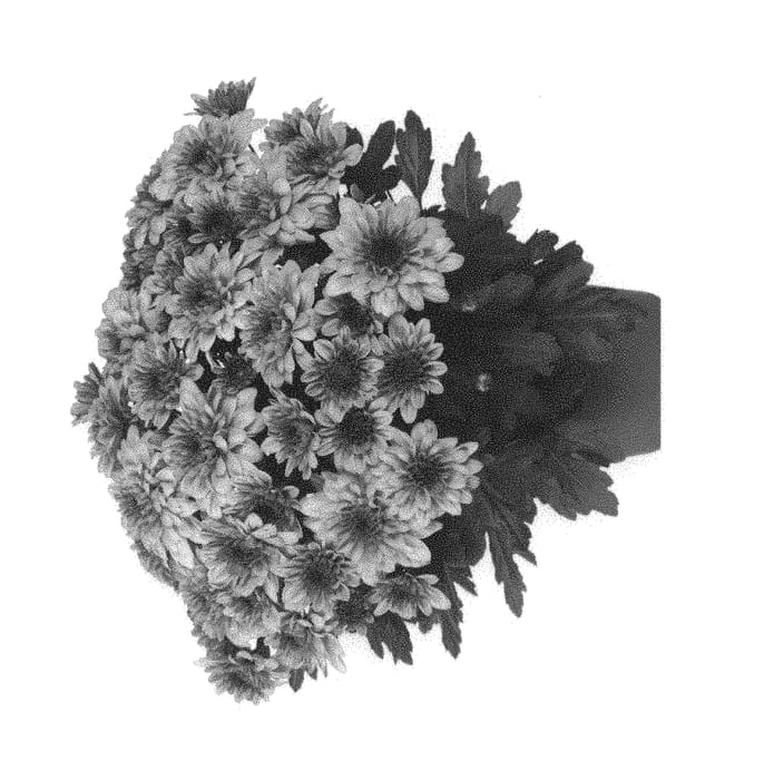 Figure 1 of US plant patent PP31321, the photograph of Domchryrom printed in the patent.