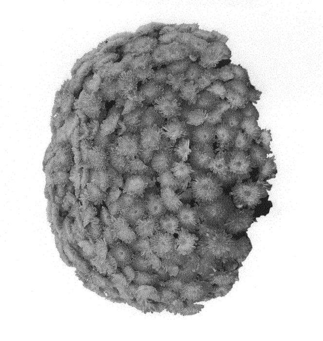 Figure 1 of US plant patent PP31322, the photograph of Domsudipi printed in the patent.