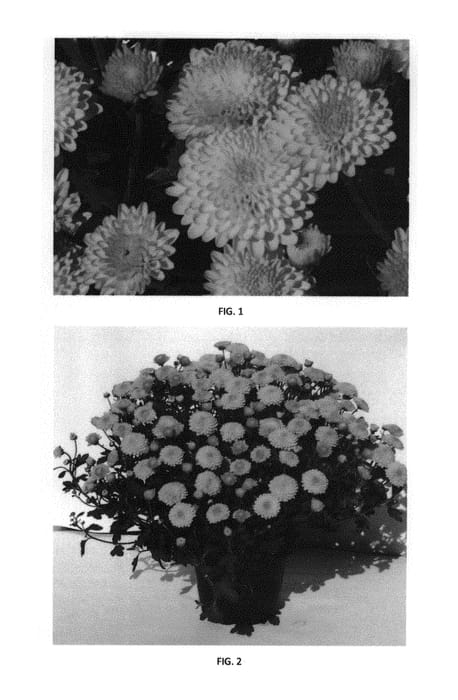 Figure 1 of US plant patent PP31323, the photograph of CIFZ0070 printed in the patent.