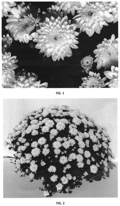 Figure 1 of US plant patent PP31324, the photograph of CIFZ0068 printed in the patent.