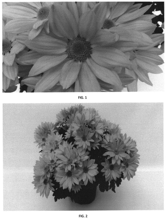 Figure 1 of US plant patent PP31325, the photograph of CIDZ0095 printed in the patent.