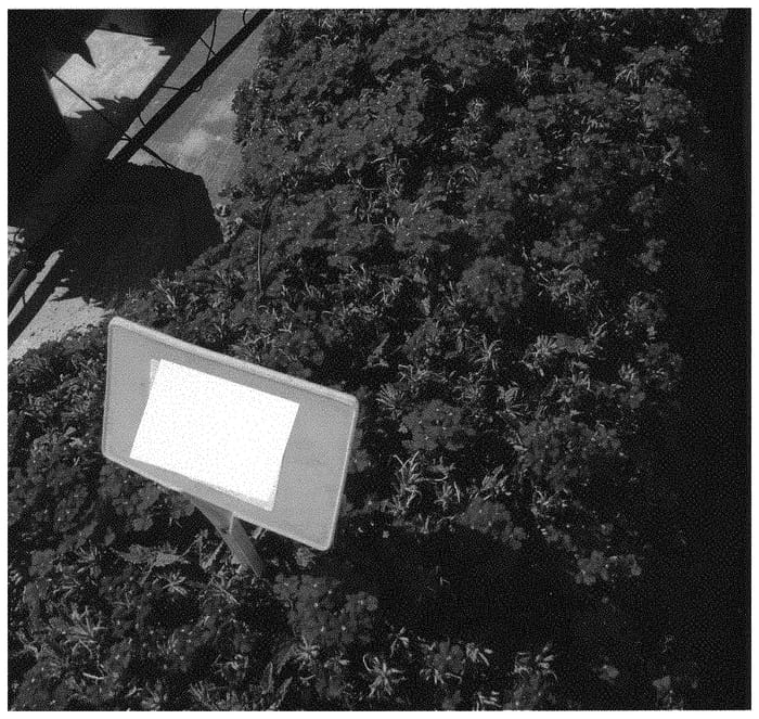 Figure 1 of US plant patent PP31326, the photograph of KLEVP18004 printed in the patent.