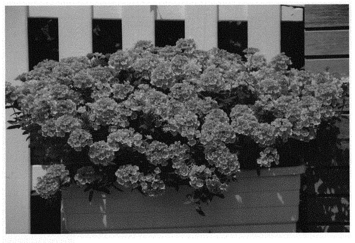 Figure 1 of US plant patent PP31327, the photograph of KLEVP18010 printed in the patent.