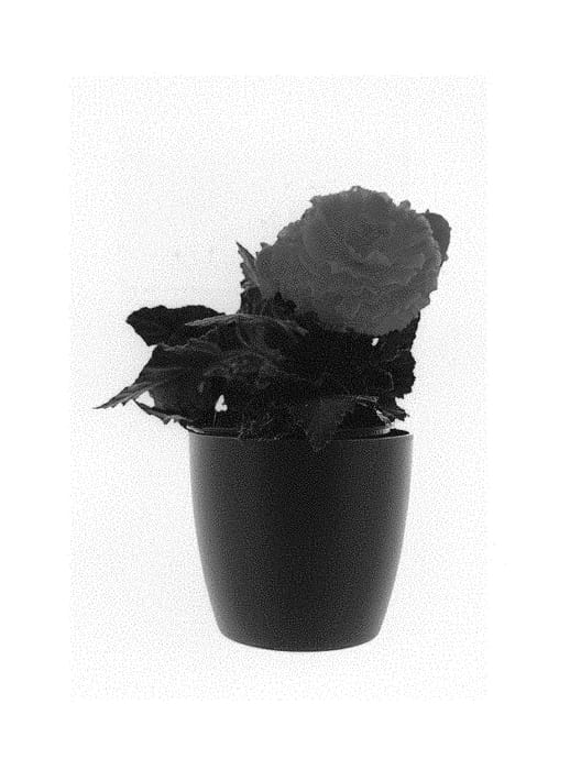 Figure 1 of US plant patent PP31328, the photograph of TMBG1307 printed in the patent.
