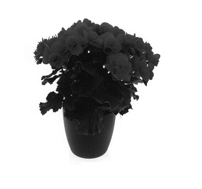 Figure 1 of US plant patent PP31329, the photograph of KRELARE01 printed in the patent.