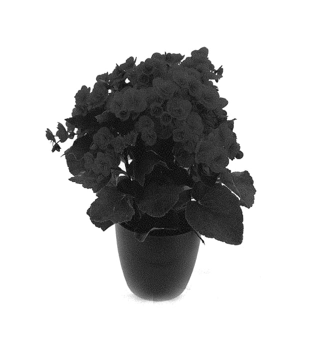 Figure 1 of US plant patent PP31330, the photograph of KRELARE02 printed in the patent.