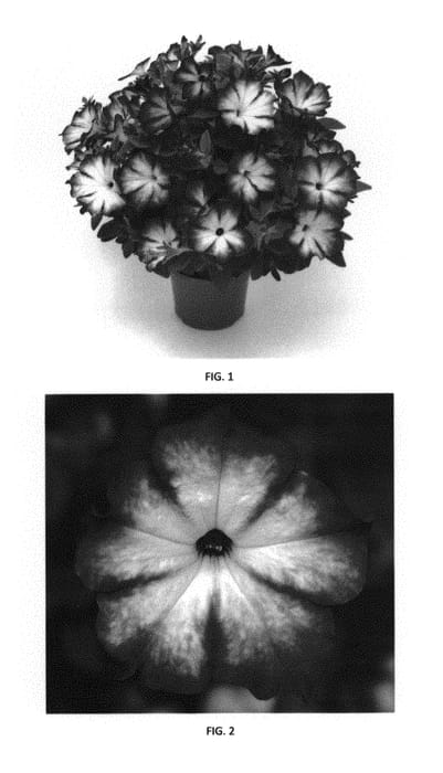 Figure 1 of US plant patent PP31331, the photograph of PEHY0038 printed in the patent.