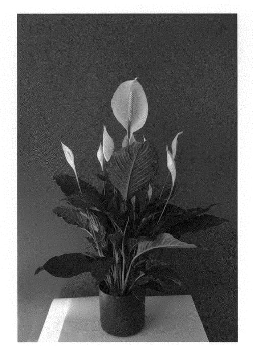 Figure 1 of US plant patent PP31332, the photograph of Spaamerigro printed in the patent.