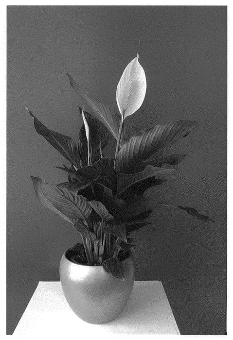 Figure 1 of US plant patent PP31333, the photograph of Spamozo printed in the patent.