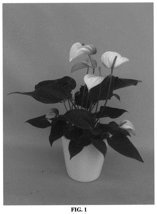 Figure 1 of US plant patent PP31334, the photograph of ANTHYQDAL printed in the patent.