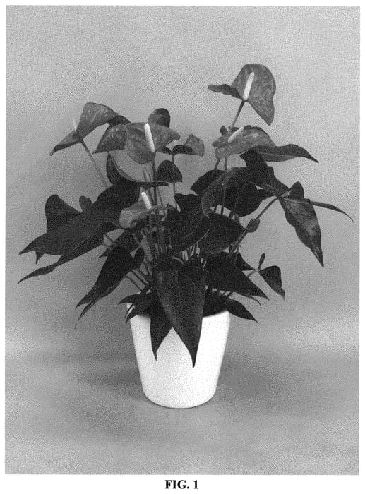 Figure 1 of US plant patent PP31335, the photograph of ANTHAMYO printed in the patent.