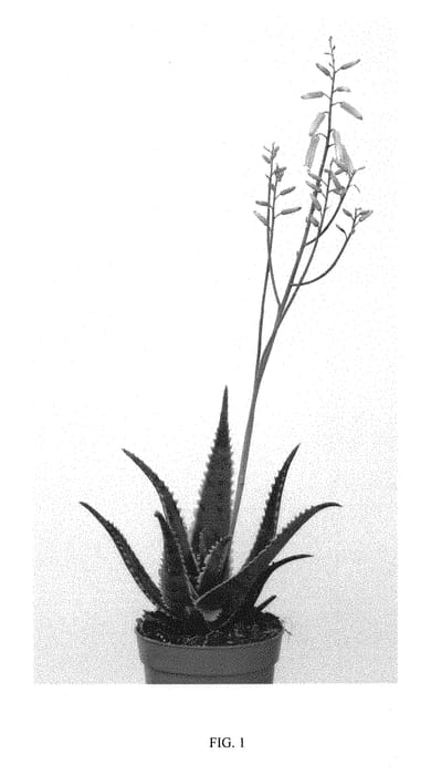 Figure 1 of US plant patent PP31336, the photograph of EC-ALOE-1801 printed in the patent.