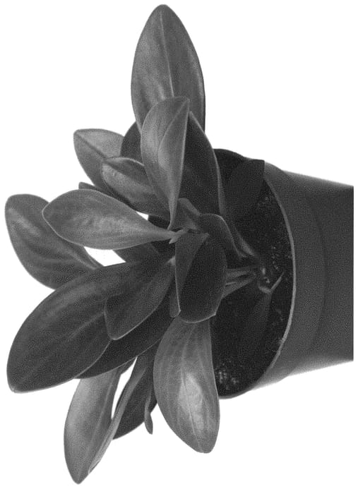 Figure 1 of US plant patent PP31337, the photograph of EC-PEPE-1805 printed in the patent.