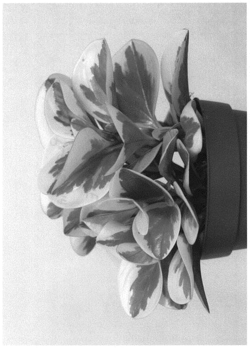 Figure 1 of US plant patent PP31338, the photograph of EC-PEPE-1807 printed in the patent.