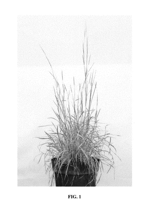 Figure 1 of US plant patent PP31339, the photograph of Chameleon printed in the patent.