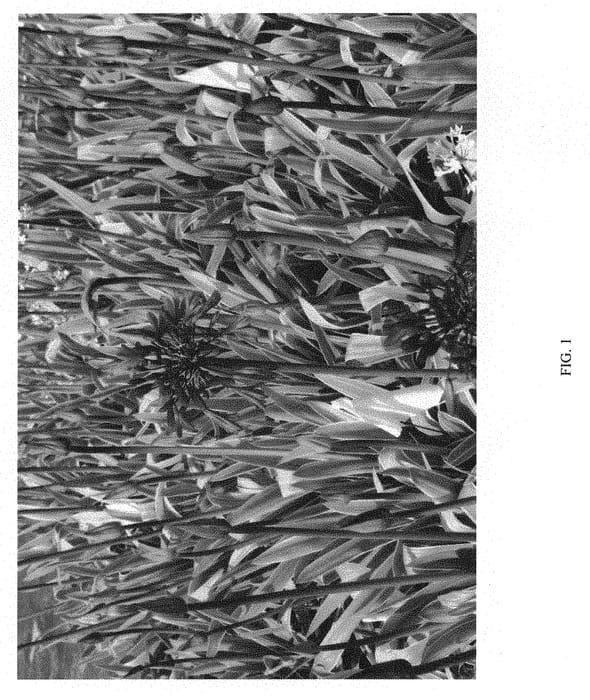 Figure 1 of US plant patent PP31340, the photograph of MBNAGVAR18 printed in the patent.