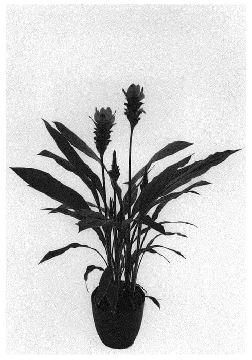 Figure 1 of US plant patent PP31341, the photograph of Curdossimp printed in the patent.