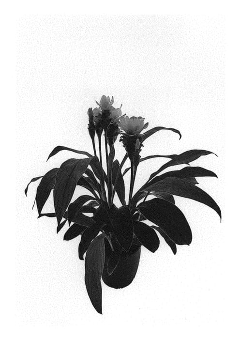Figure 1 of US plant patent PP31342, the photograph of Curchocimp printed in the patent.