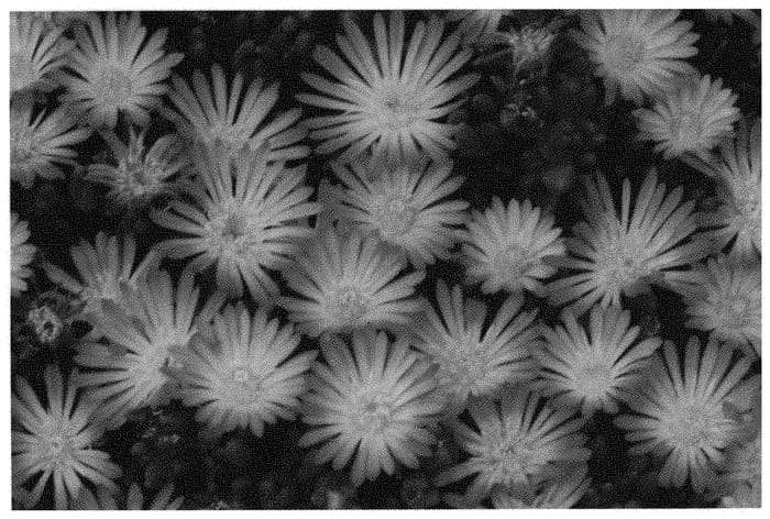 Figure 1 of US plant patent PP31343, the photograph of Fig Fusion printed in the patent.
