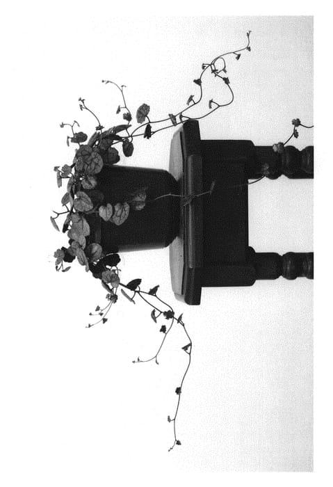 Figure 1 of US plant patent PP31344, the photograph of EC-SENEC-1810 printed in the patent.