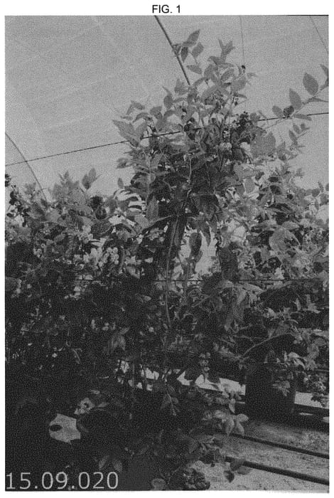 Figure 1 of US plant patent PP31345, the photograph of Plablue 1545 printed in the patent.