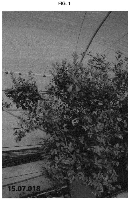 Figure 1 of US plant patent PP31346, the photograph of Plablue 1502 printed in the patent.