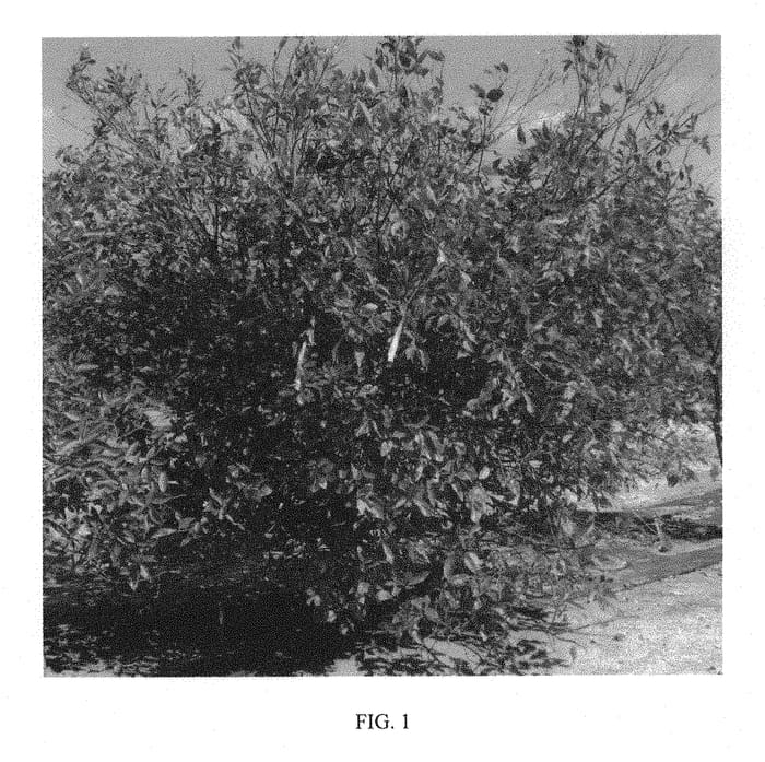 Figure 1 of US plant patent PP31347, the photograph of Marathon printed in the patent.