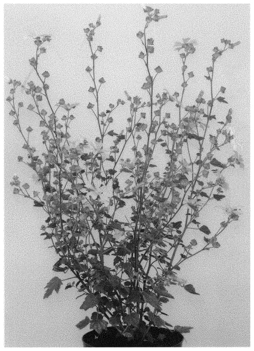 Figure 1 of US plant patent PP31348, the photograph of Duet printed in the patent.