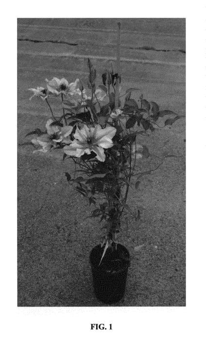 Figure 1 of US plant patent PP31349, the photograph of Zo12220 printed in the patent.