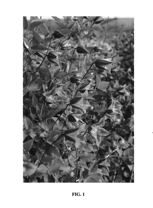 Figure 1 of US plant patent PP31350, the photograph of Zo08171 printed in the patent.