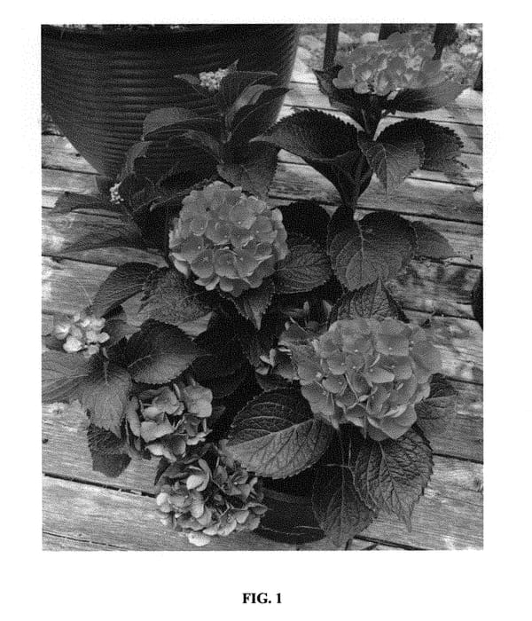 Figure 1 of US plant patent PP31351, the photograph of Horthat printed in the patent.