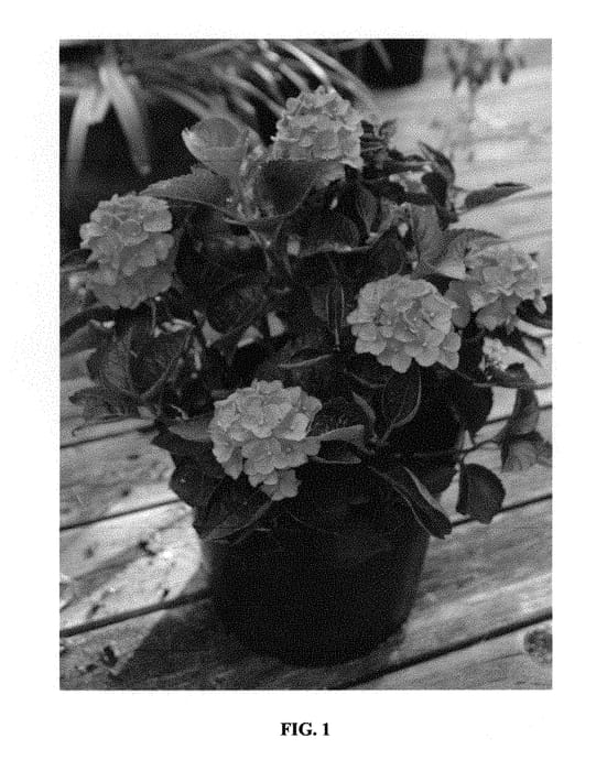 Figure 1 of US plant patent PP31352, the photograph of Hortmavi printed in the patent.