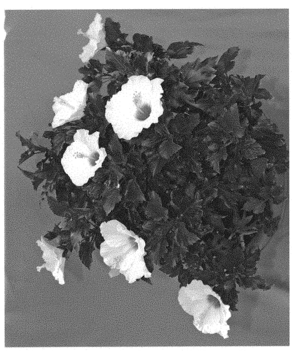 Figure 1 of US plant patent PP31353, the photograph of Ivory Wind printed in the patent.