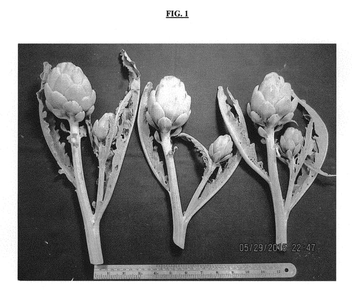 Figure 1 of US plant patent PP31354, the photograph of PS-MSG0677 printed in the patent.