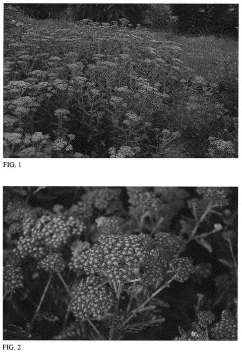 Figure 1 of US plant patent PP31355, the photograph of Sassy Summer Sangria printed in the patent.