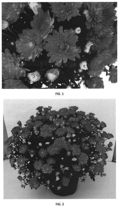 Figure 1 of US plant patent PP31356, the photograph of CIFZ0067 printed in the patent.