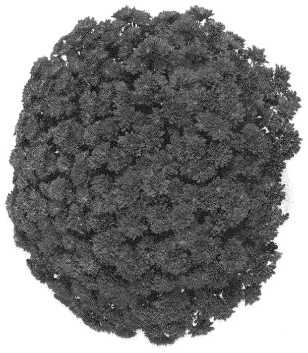 Figure 1 of US plant patent PP31357, the photograph of Domaftpur printed in the patent.